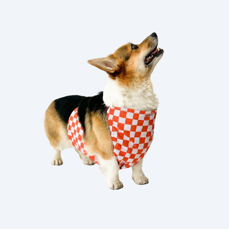 Напузник для коргі - orange