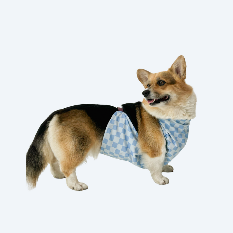 Напузник для коргі - blue