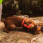 Шлея для собак Zee.Dog - NeoPro Tangerine H-Harness