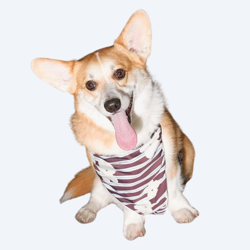 Напузник для коргі — Winter Bloomers