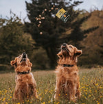 Печиво для собак Beco Pets Арахіс з кокосом і куркумою 70 г (рослинний білок)