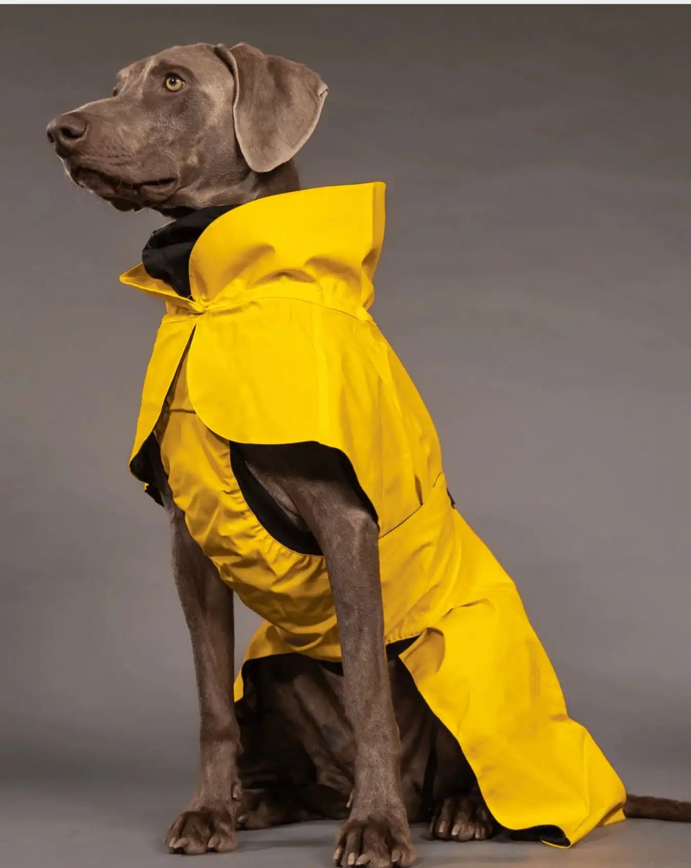 Дощовик для собак, Lite Yellow Paikka