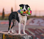 Іграшка для собак 90s Classics - Skateboard Pet Play