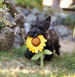 Іграшка для собак Blooming Buddies Collection - Sassy Sunflower Pet Play