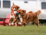 Іграшка для собак Camp Corbin - Lantern Pet Play