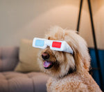 Іграшка для собак Hollywoof Cinema Collection - 3-Dog Glasses Pet Play