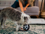Іграшка для собак Hollywoof Cinema Collection - Momo's Movie Reel Pet Play