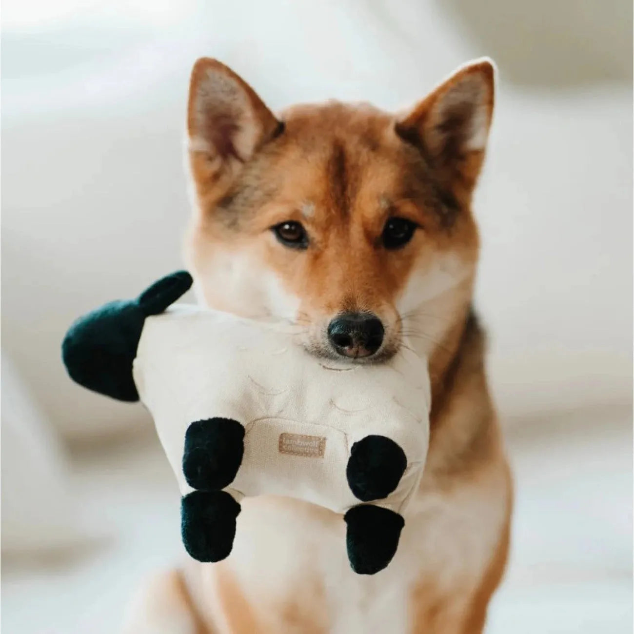 Іграшка для собак Ягнятко DOLLY Lambwolf