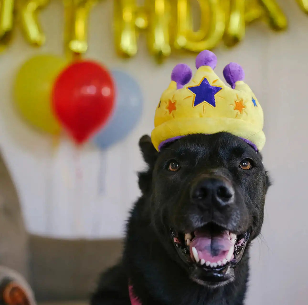 Іграшка для собак Party Time Collection - Crown Pet Play