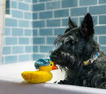 Іграшка для собак Splish Splash - Bubbles the Duck Pet Play