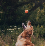 Іграшка м'ячик з отвором для ласощів для собак Beco Pets Fetch Ball Помаранчевий