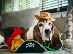 Капелюх для собак Mutt Hatter - Pirate Pet Play