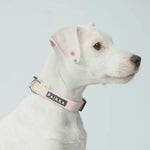 Нашийник для собак Glow Collar Pink Paikka