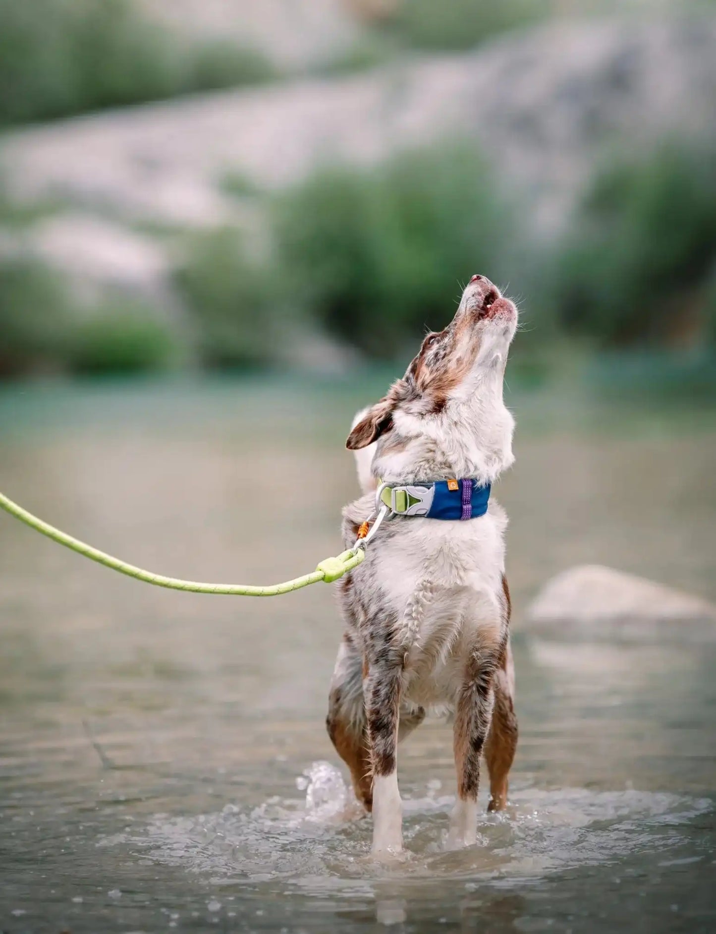 Нашийник Woolly Wolf Alpha 360 Collar Deep Teal Mix
