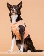 Охолоджуючий жилет для собак PAIKKA Cool Vest Peach