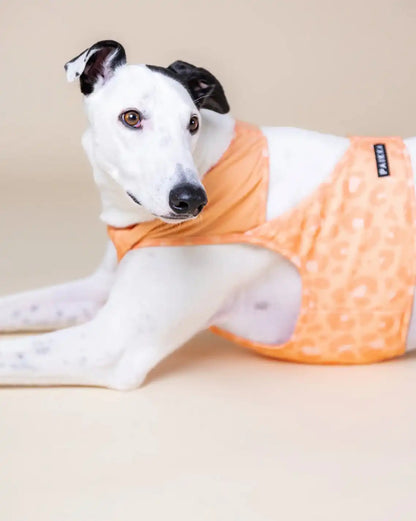 Охолоджуючий жилет для собак PAIKKA Cool Vest Peach