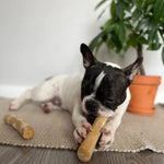 Палиця з кавового дерева для собак HealthyDoggo