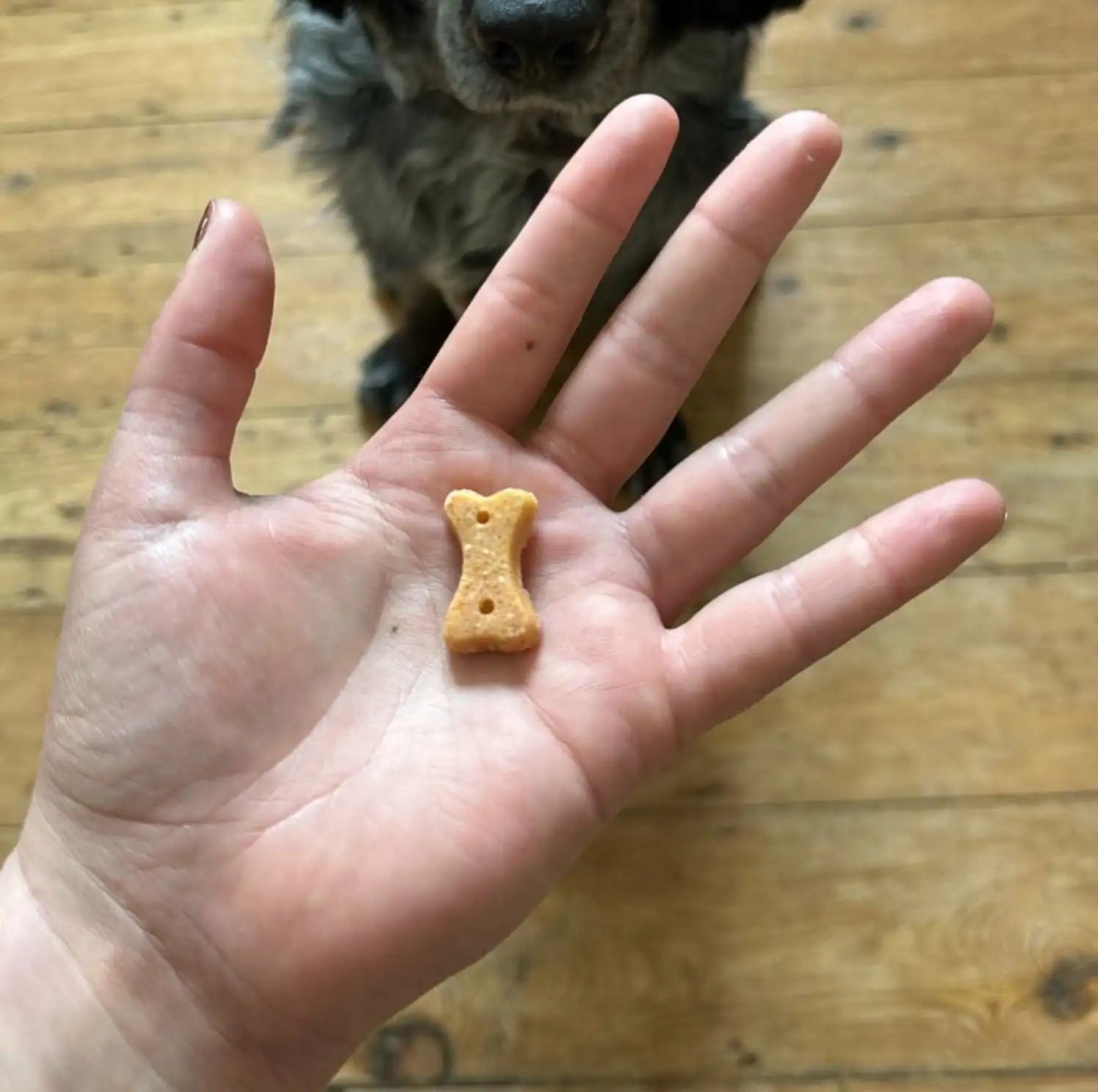 Печиво для собак Beco Pets Кеш'ю з гарбузовим насінням і морквою 70 г (рослинний білок)