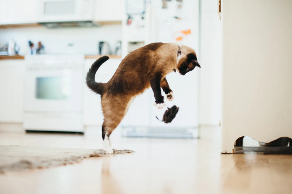 Іграшка для котів Feline Frenzy – Catch a Meowse Pet Play