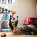 Іграшка для котів Feline Frenzy – Wiggly Wormies Pet Play