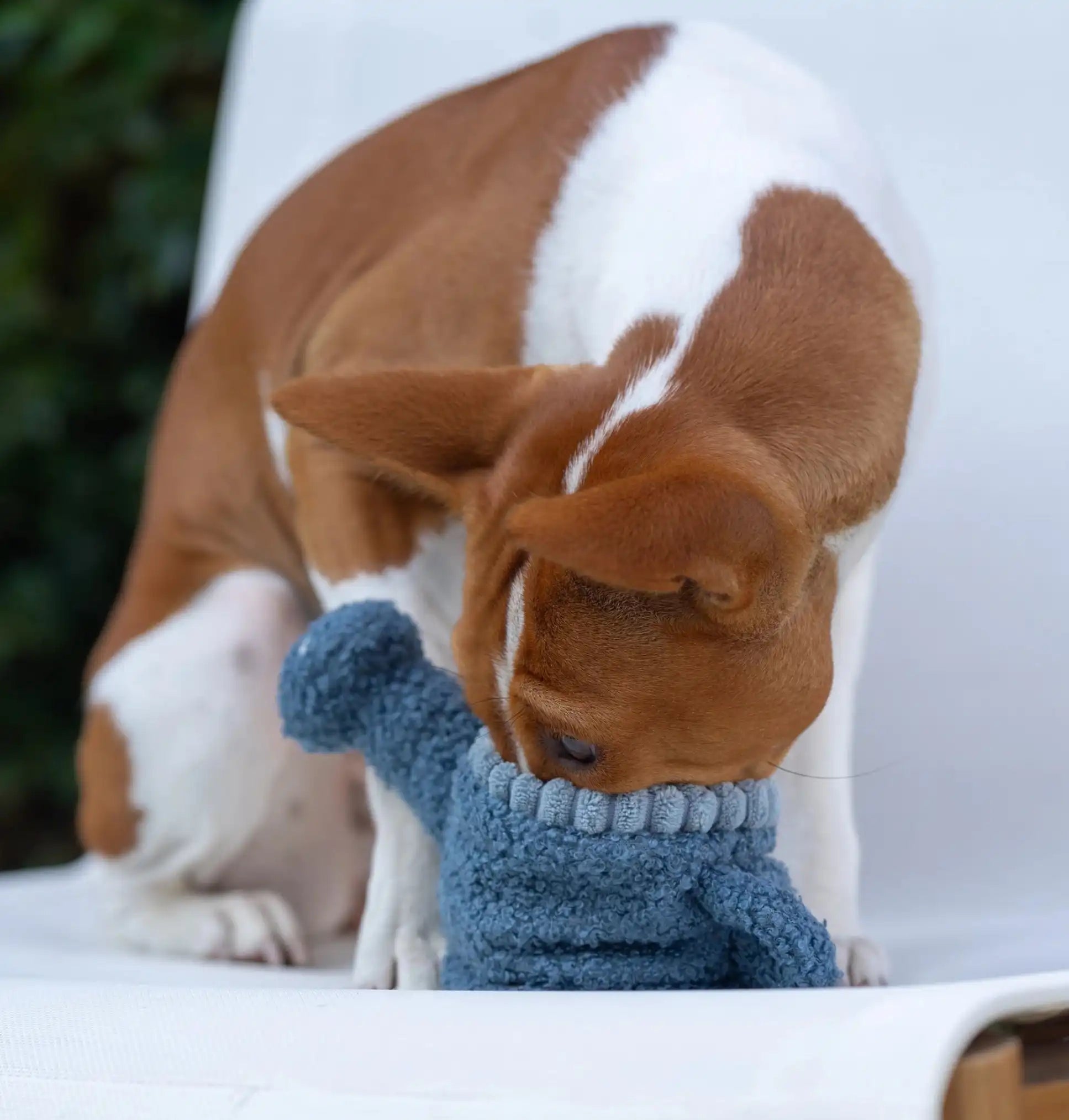 Пошукова іграшка для собак WATERING CAN Lambwolf