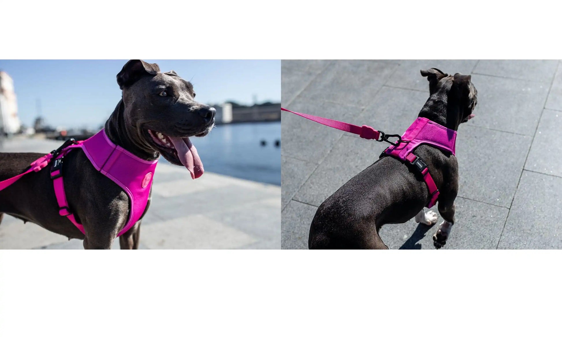 Повідець для собак Zee.Dog - Pink LED, 120 см.