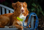 Повідець Woolly Wolf Rope Leash Pigeon Blue - 180см.