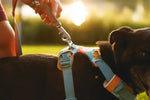 Повсякденний повідець для собак Ruffwear Front Range™ оранжево-сірий
