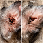 Серветки для очищення вух Eye Envy Fresh Ear Cleaning Wipes, 60 шт