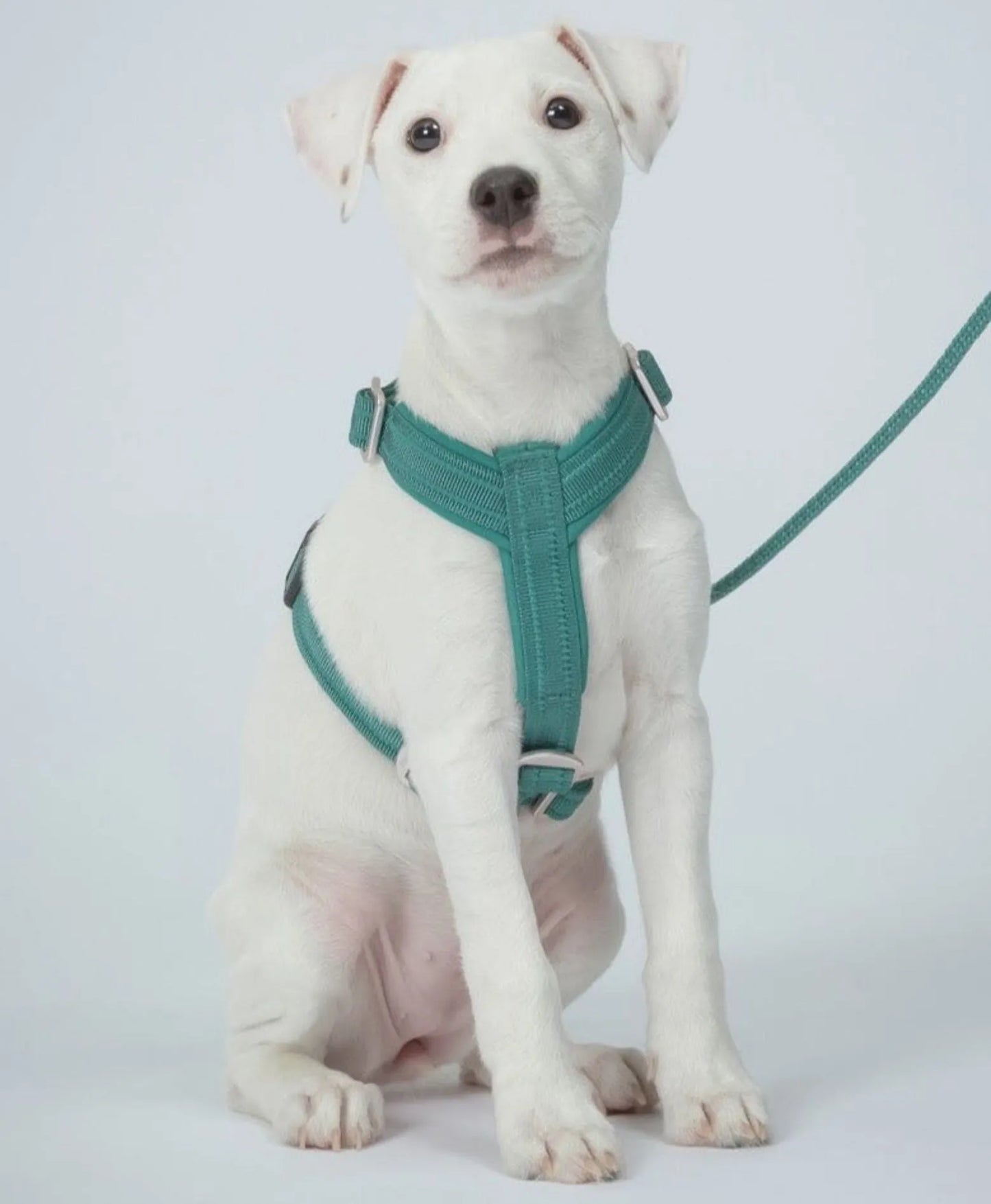 Шлея для собак Easy Harness Emerald Paikka