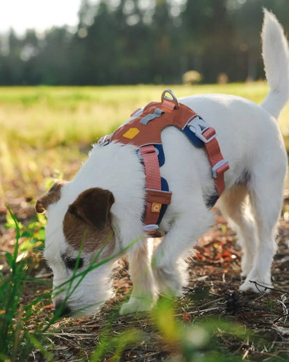 Шлея для собак Шлейка Woolly Wolf Alpha 360 Harness Golden Hour Mix