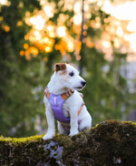 Шлея для собак Woolly Wolf Alpha 360 Harness Lavender Mix