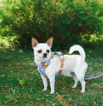 Шлея для собак Woolly Wolf Alpha 360 Harness Lavender Mix
