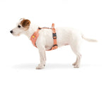 Шлея для собак Woolly Wolf Roam Harness Salmon Pink