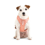 Шлея для собак Woolly Wolf Roam Harness Salmon Pink