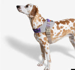 Шлея для собак Zee.Dog - ACG FlyHarness