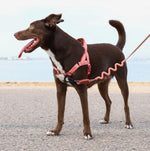 Шлея для собак Zee.Dog - CANYON SOFTER WALK HARNESS