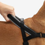 Шлея для собак Zee.Dog - GOTHAM SOFTER WALK HARNESS