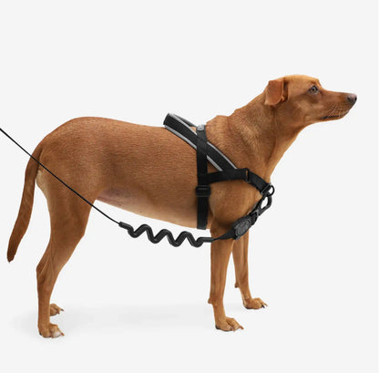 Шлея для собак Zee.Dog - GOTHAM SOFTER WALK HARNESS