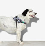 Шлея для собак Zee.Dog - Urban FlyHarness grey