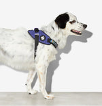 Шлея для собак Zee.Dog - Wicked FlyHarness blue
