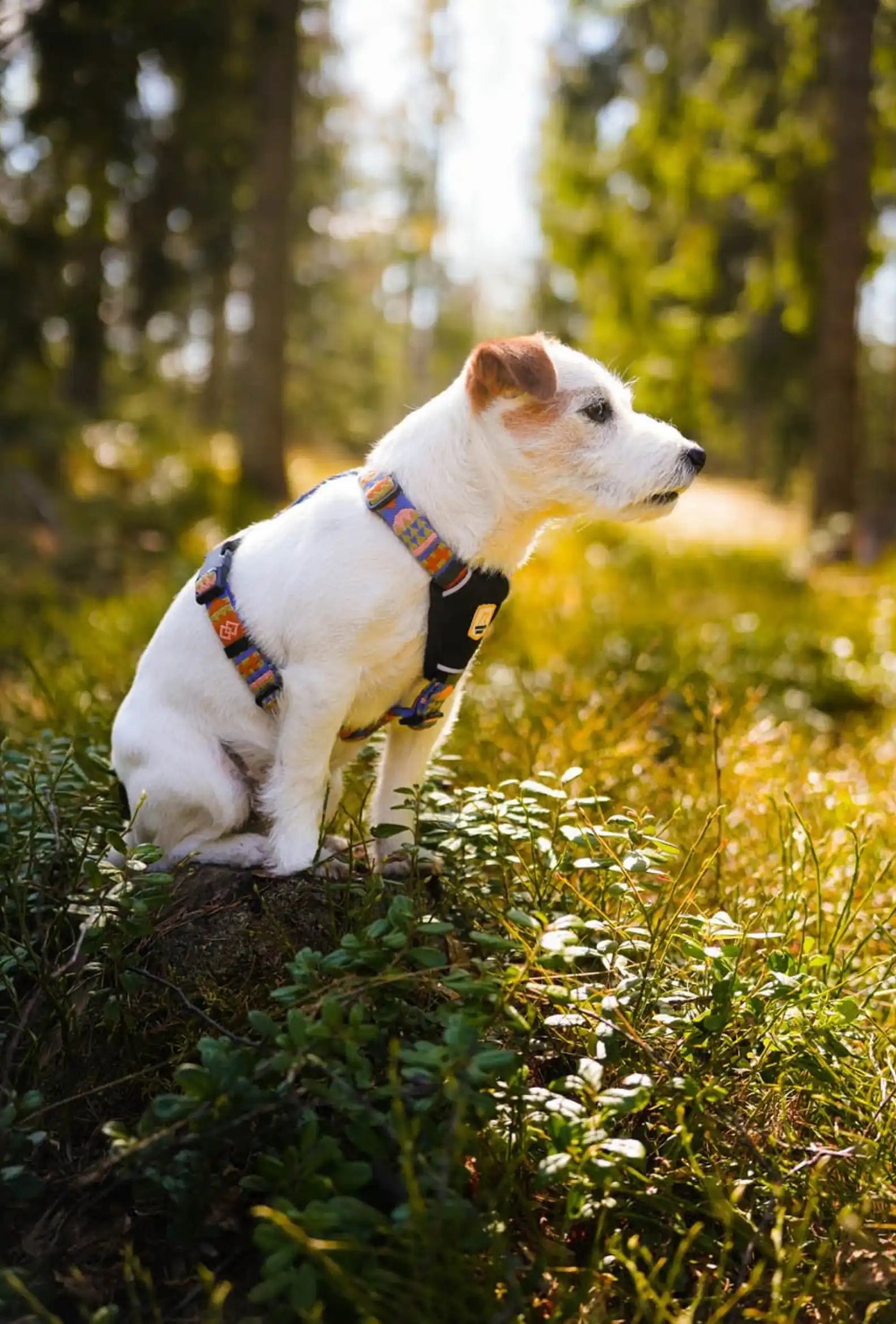 Шлейка Woolly Wolf Nightless Night Harness