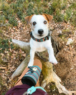 Сумка для ласощів Woolly Wolf Woodland Dog Snack Bag