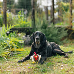 Іграшка для собак Barnyard Buddies – Півник Ryan the Rooster Pet Play