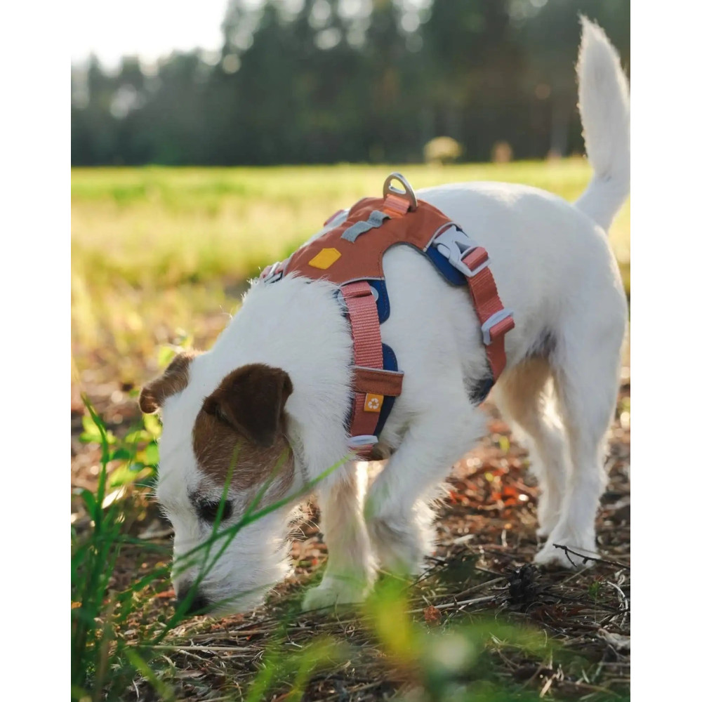 Шлея для собак Шлейка Woolly Wolf Alpha 360 Harness Golden Hour Mix, XS