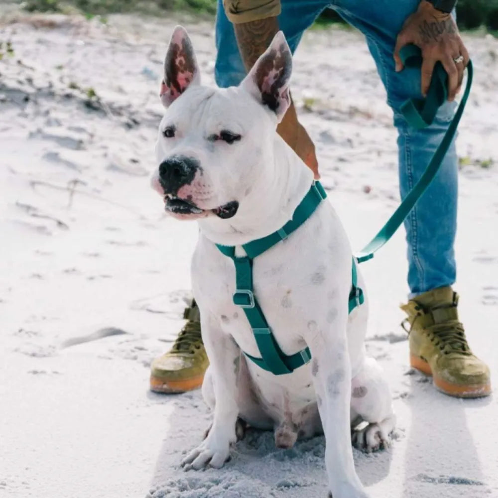 Шлея для собак Zee.Dog - NeoPro H-Harness Amazonia, S
