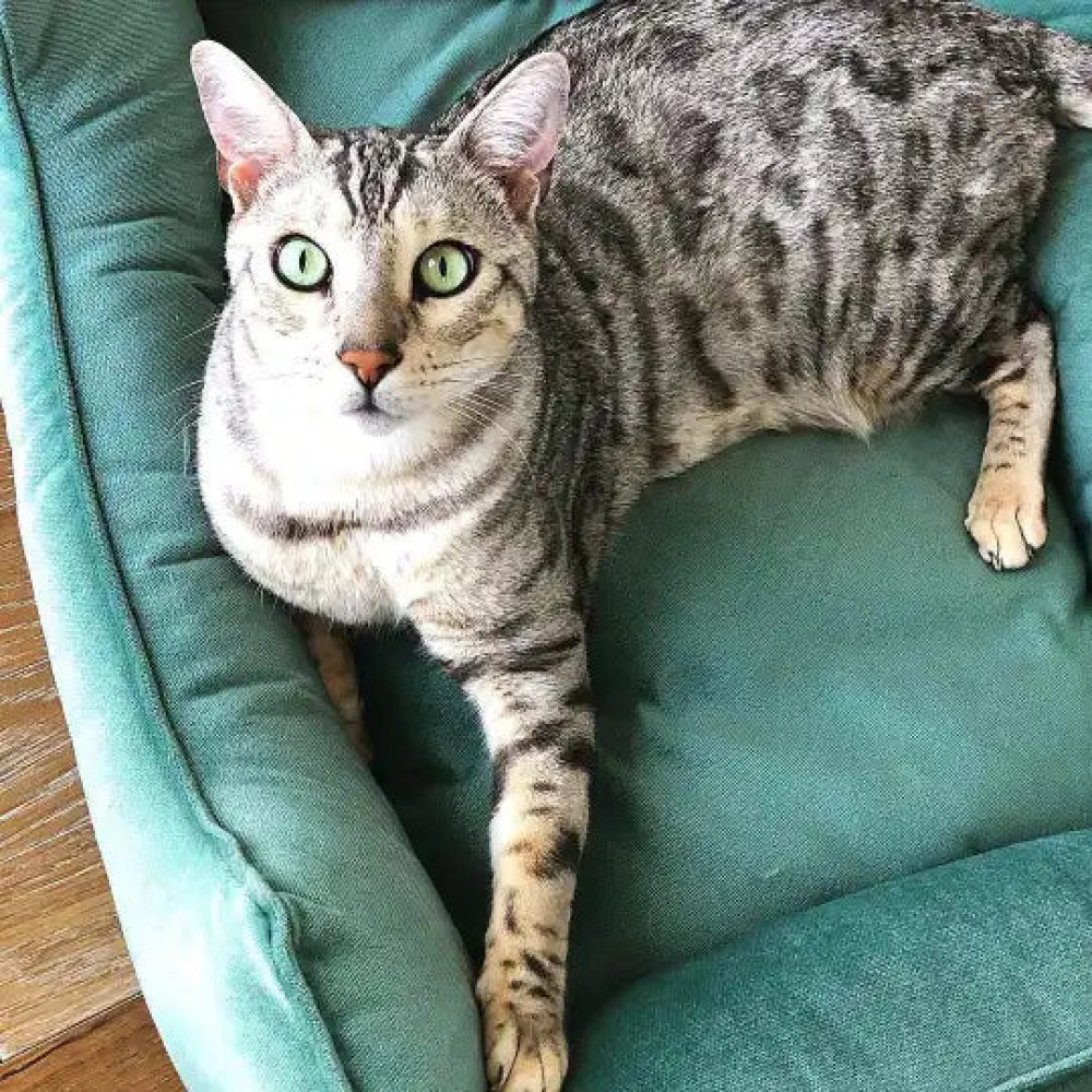 Лежанка для тварин Velur Tiffany - Noble Pet, (60*40 см.) - S