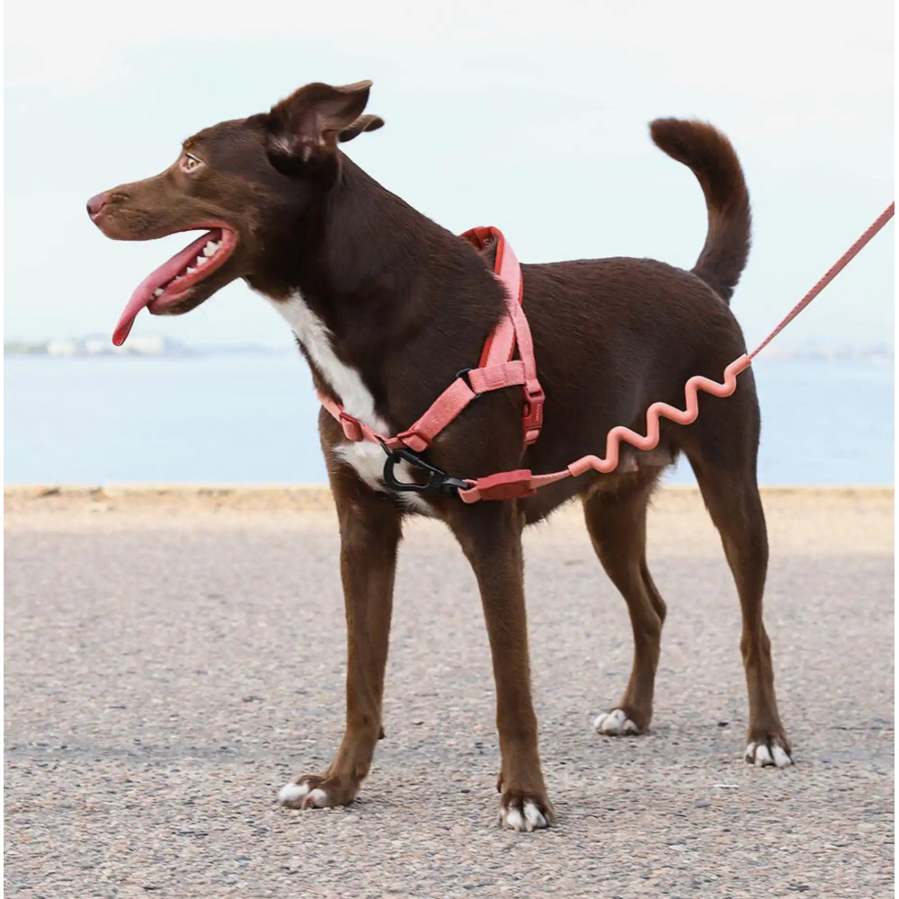 Шлея для собак Zee.Dog - CANYON SOFTER WALK HARNESS, S