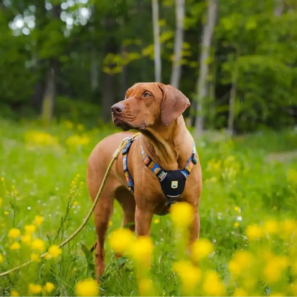 Повідець Woolly Wolf Rope Leash Pistachio - 180 см, 8мм