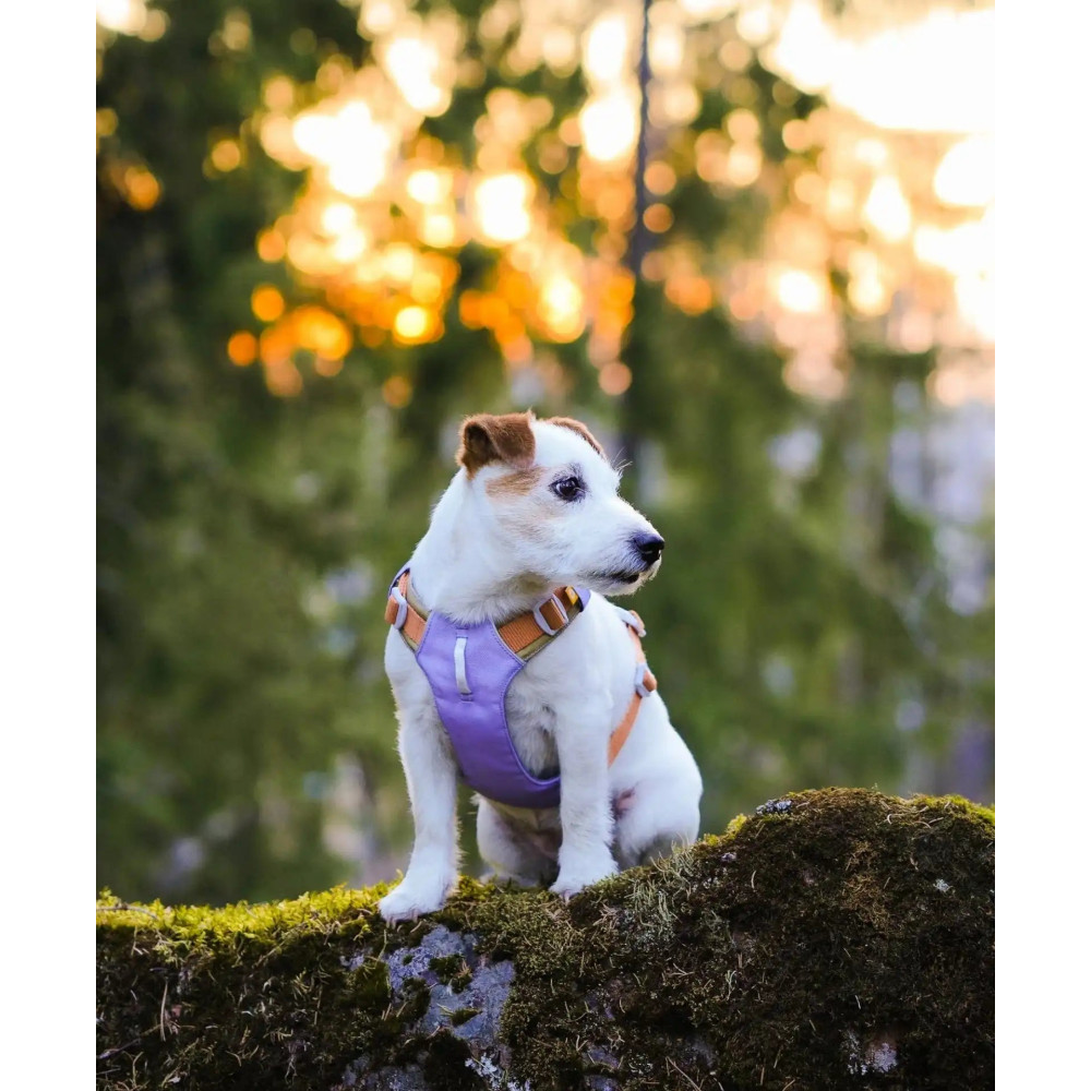 Шлея для собак Woolly Wolf Alpha 360 Harness Lavender Mix, XS